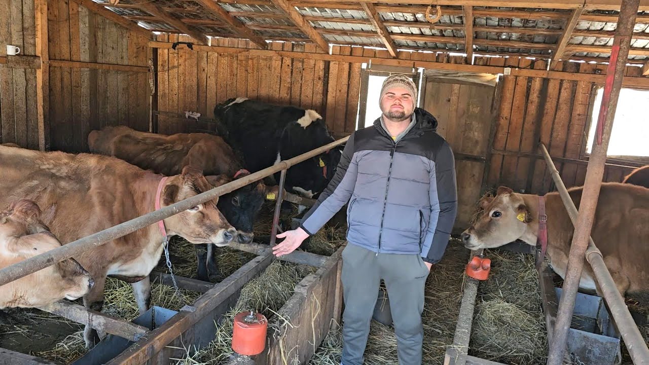 Ферма по разведению джерсейских коров молодого Стефана в Ион-Роата, округ Иаломита.