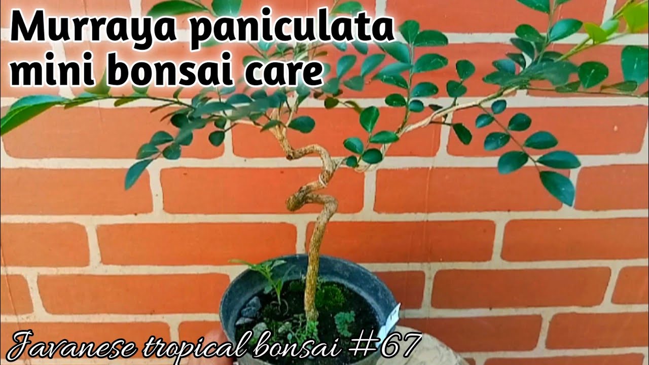 Murraya paniculata mini bonsai care #67 @Javanesetropicalbonsai