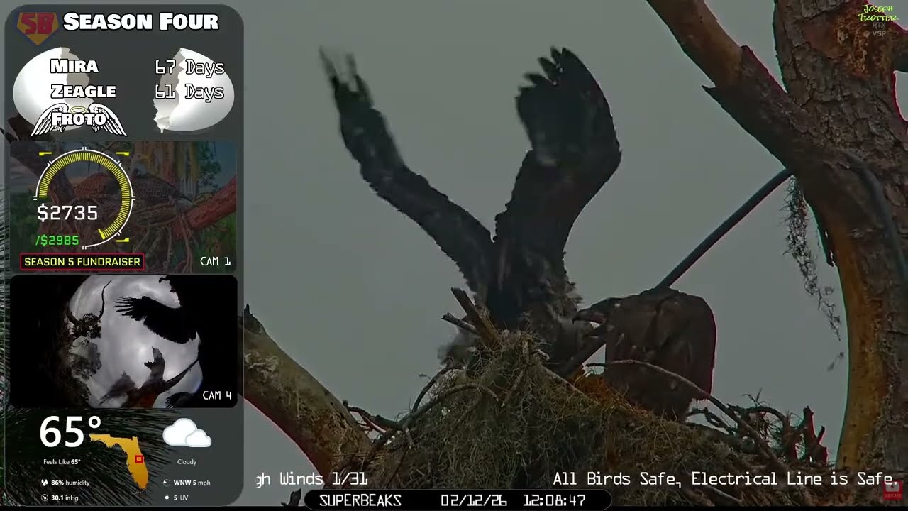 🦅Yesterday at SuperBeaks | Feb 12, 2026 -Eaglets flapping in the rain & Mira & Zeagle self-feeding💕