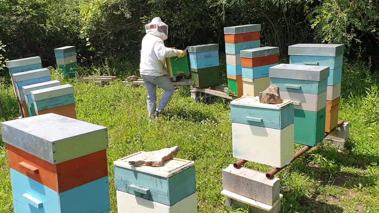 Apicoltura 2020: sciamatura artificiale, rilancio delle fecondazioni
