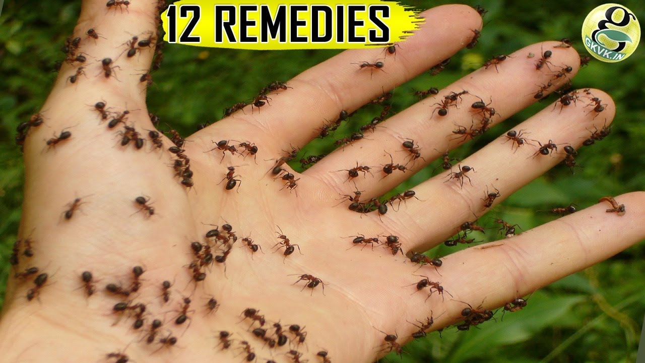 NATURAL ANT REMEDIES: How to get rid of Ants at Home and Garden – Top 12 Ant Killer Ways