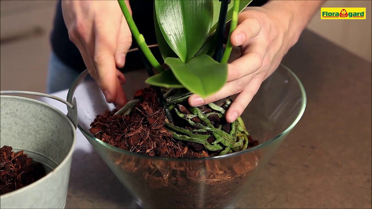 FLORAGARD - Orchidee in ein Gef&auml;&szlig; mit Orchideenerde  einpflanzen