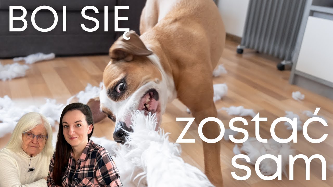 Lęk Separacyjny u Psa | Rozmowy z Zofią Mrzewińską Odc. 3 | Małgorzata Smoczyńska
