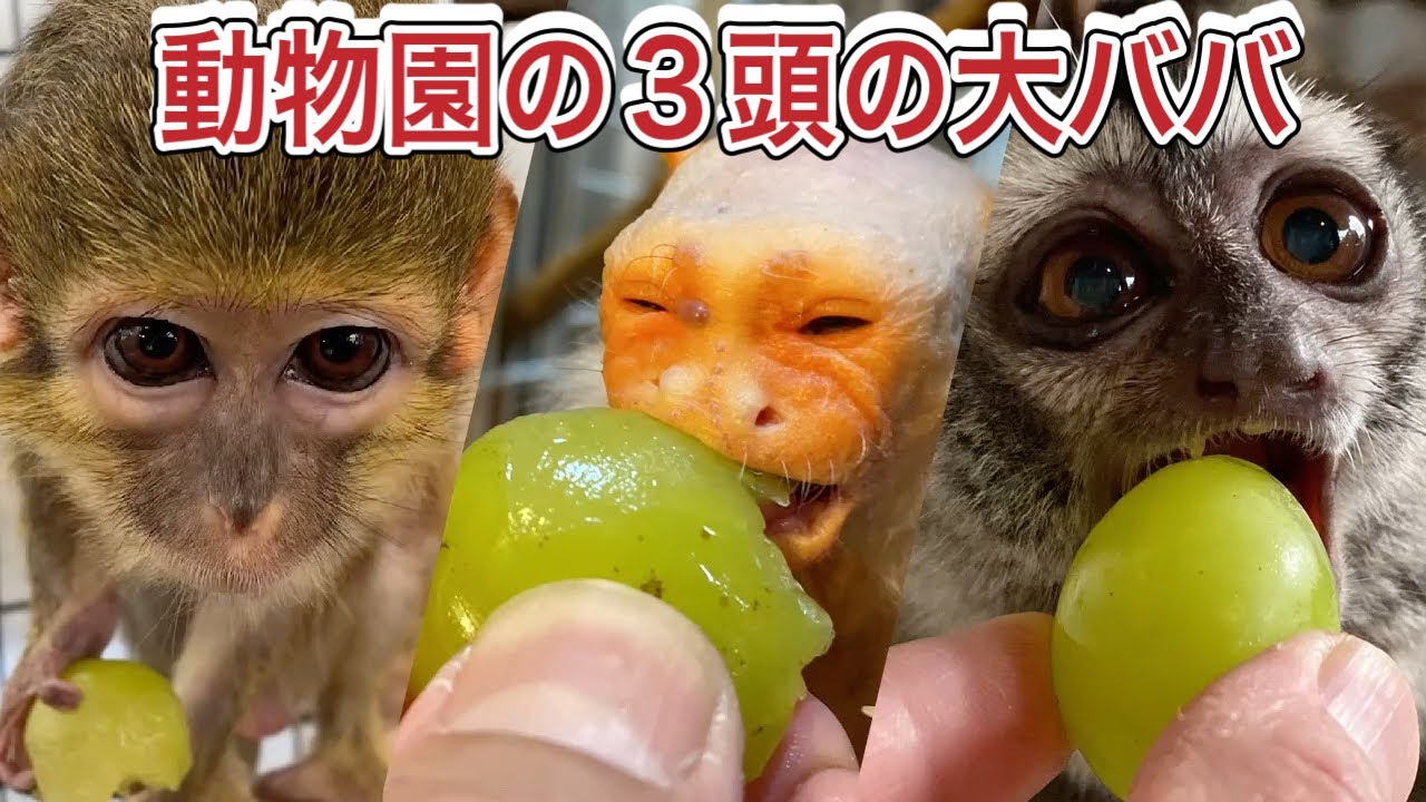 寿命を超えても元気に過ごす動物園のおばあちゃん達に大きなマスカットを一粒ずつプレゼント！！