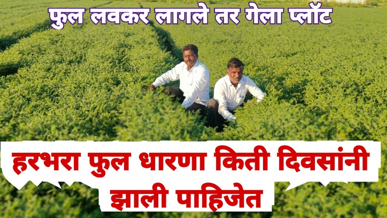 हरभरा फुल धारणा लवकर झाली तर गेला प्लॉट फुल कधी लगावला हवे