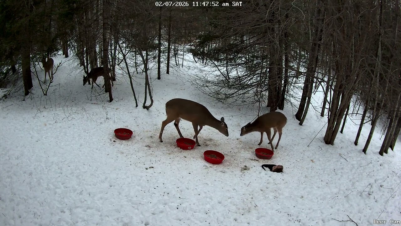 Deer 2-7-2026 11:38 AM