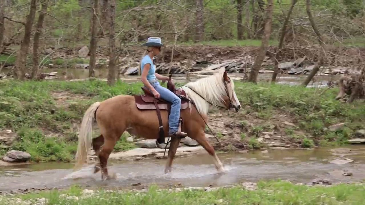 WELL BROKE GENTLE PUREBRED HAFLINGER MARE, NICE MOVER, TRAFFIC SAFE