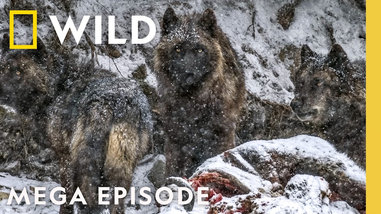 Welcome to the Wolf Pack | Yellowstone Wolf Dynasty MEGA Episode | Nat Geo Animals
