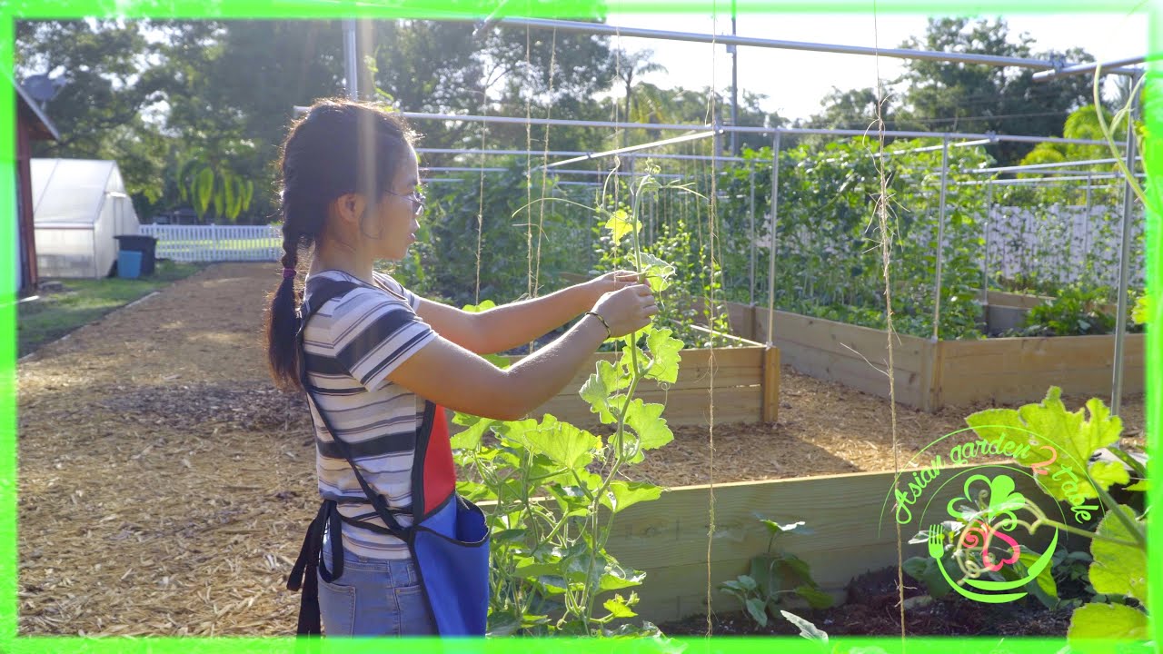 Pumpkin on trellis, how to control caterpillar, ant problem
