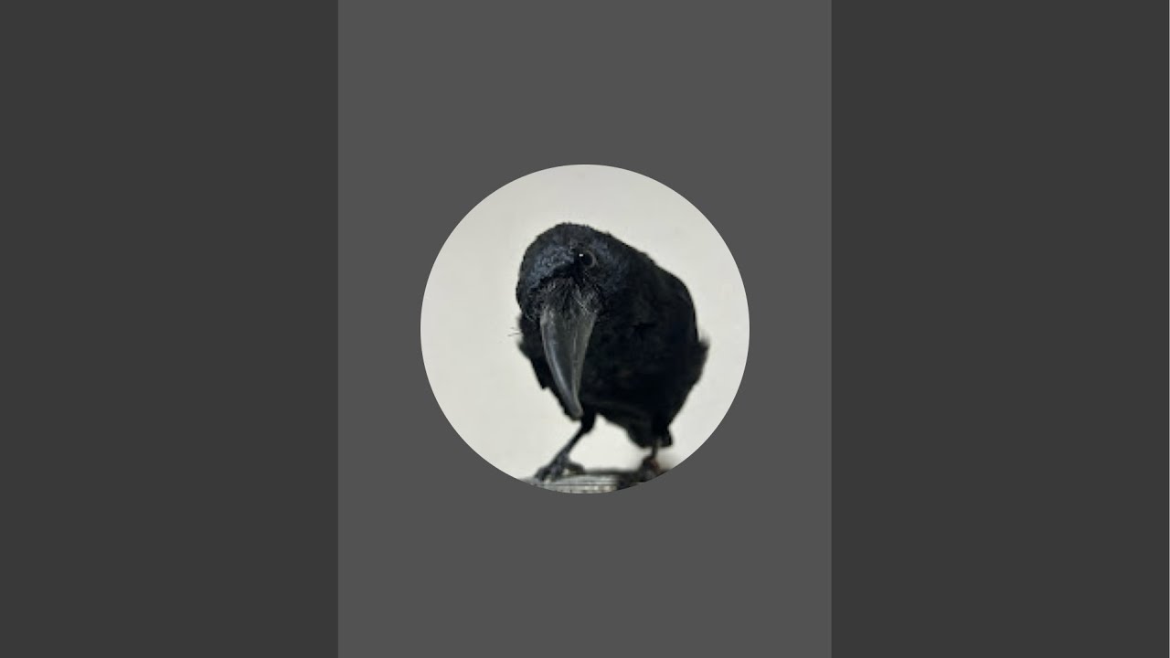 CROWさんと愉快な鳥たち がライブ配信中！