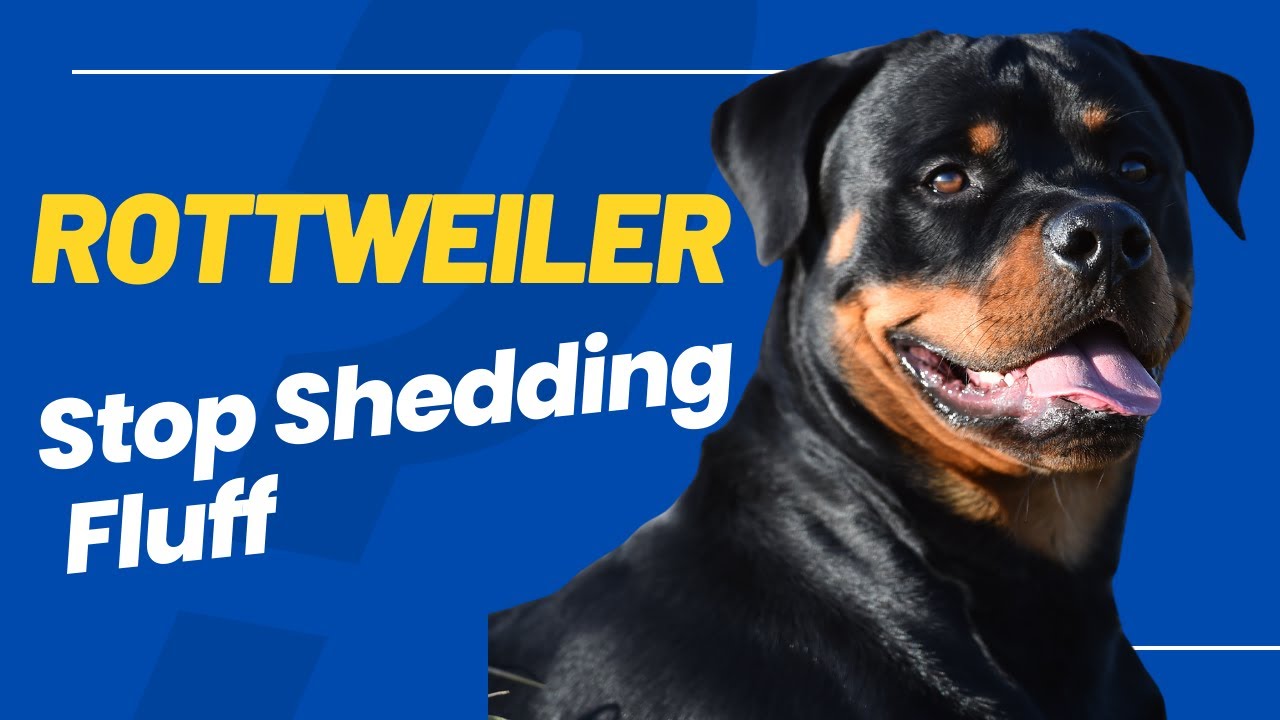 Stop Rottweiler Shedding Fluff: Tips for Managing Dog Hair