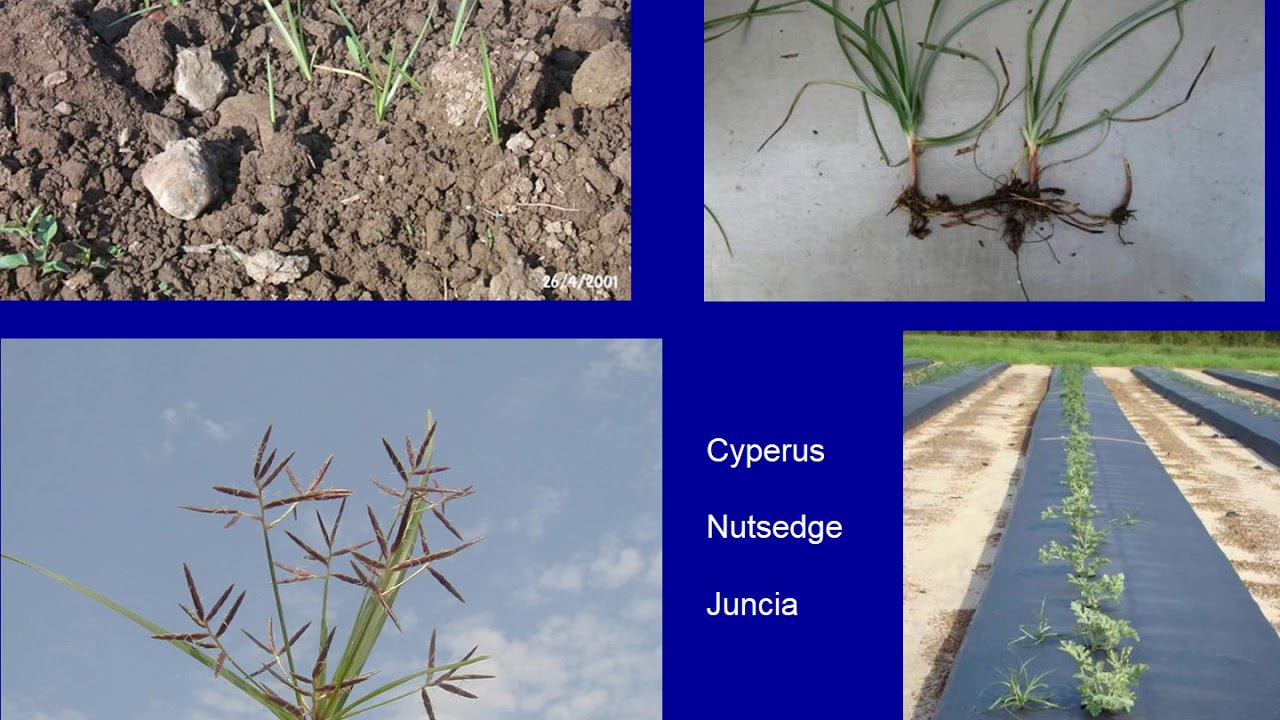 Lecture. Control of weeds and other pests