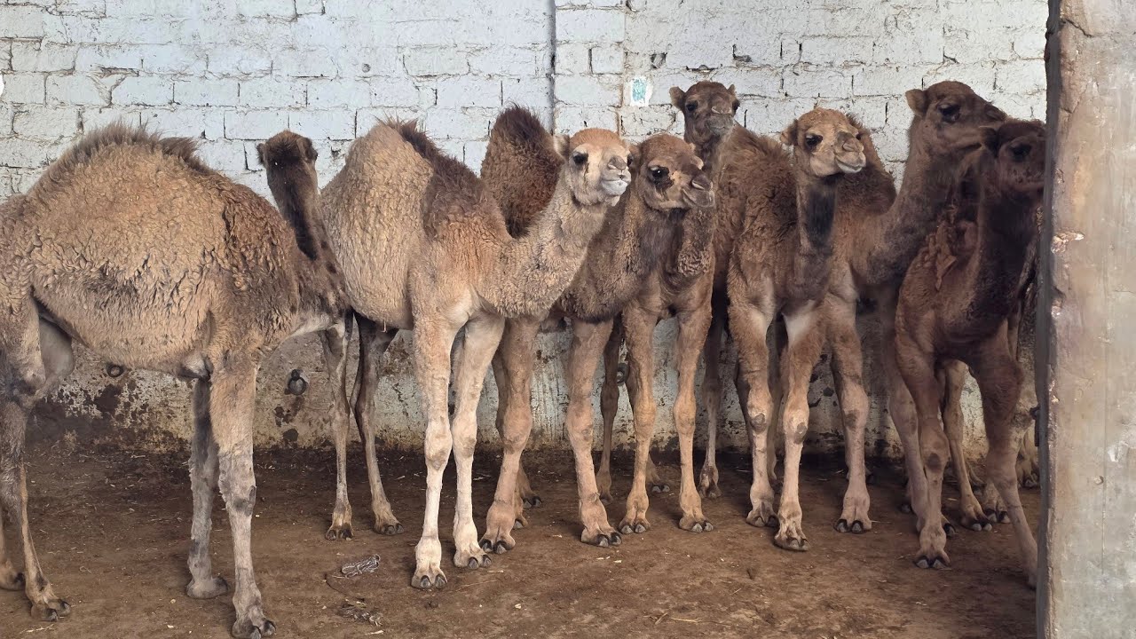 الحاج حماده خربها على كل تجار وراجع بصفقة قعدان تاكل عيش ادخل واحكم بنفسك يا تلحق يا ما تلحقش 