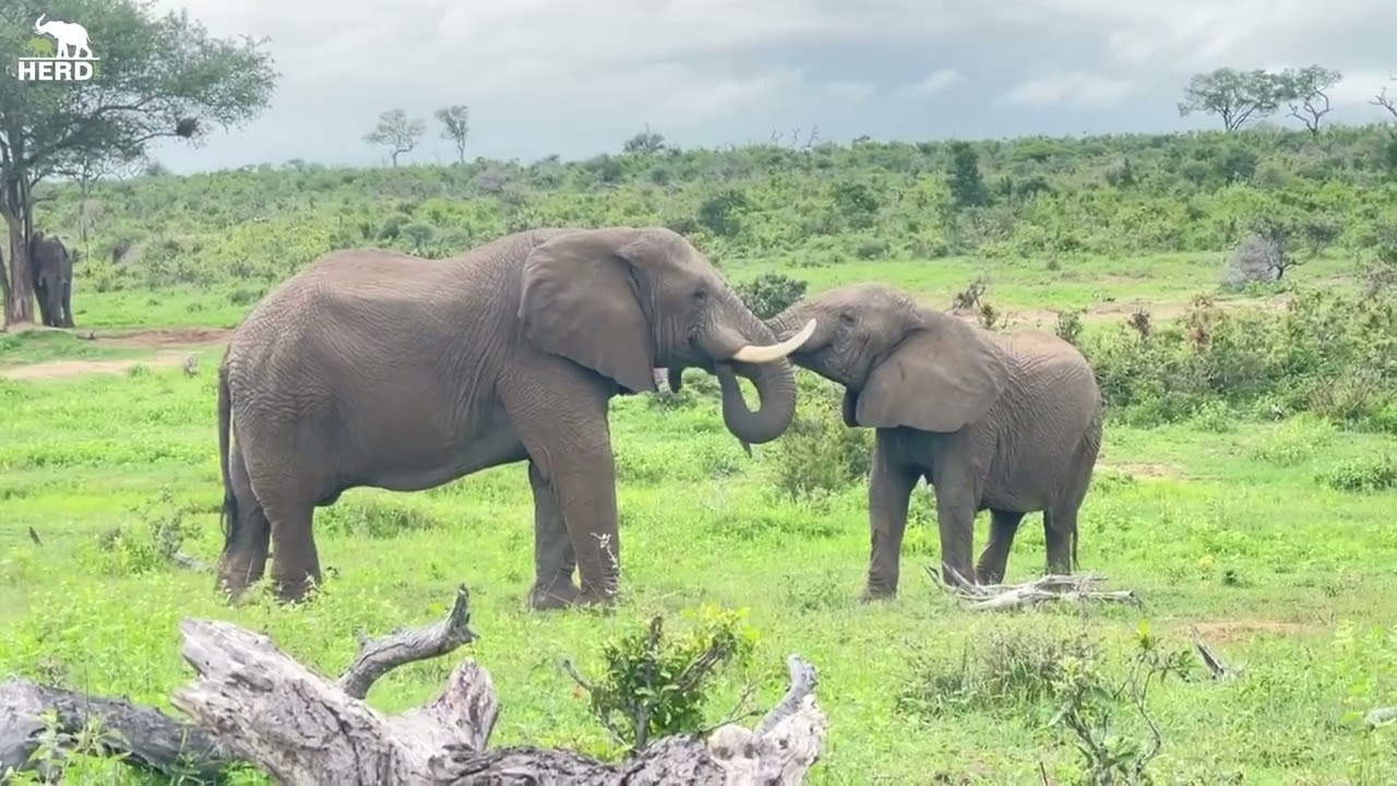 💚 7/12 Days Wild: Spend the Final Day of the Year with the Elephant Herd