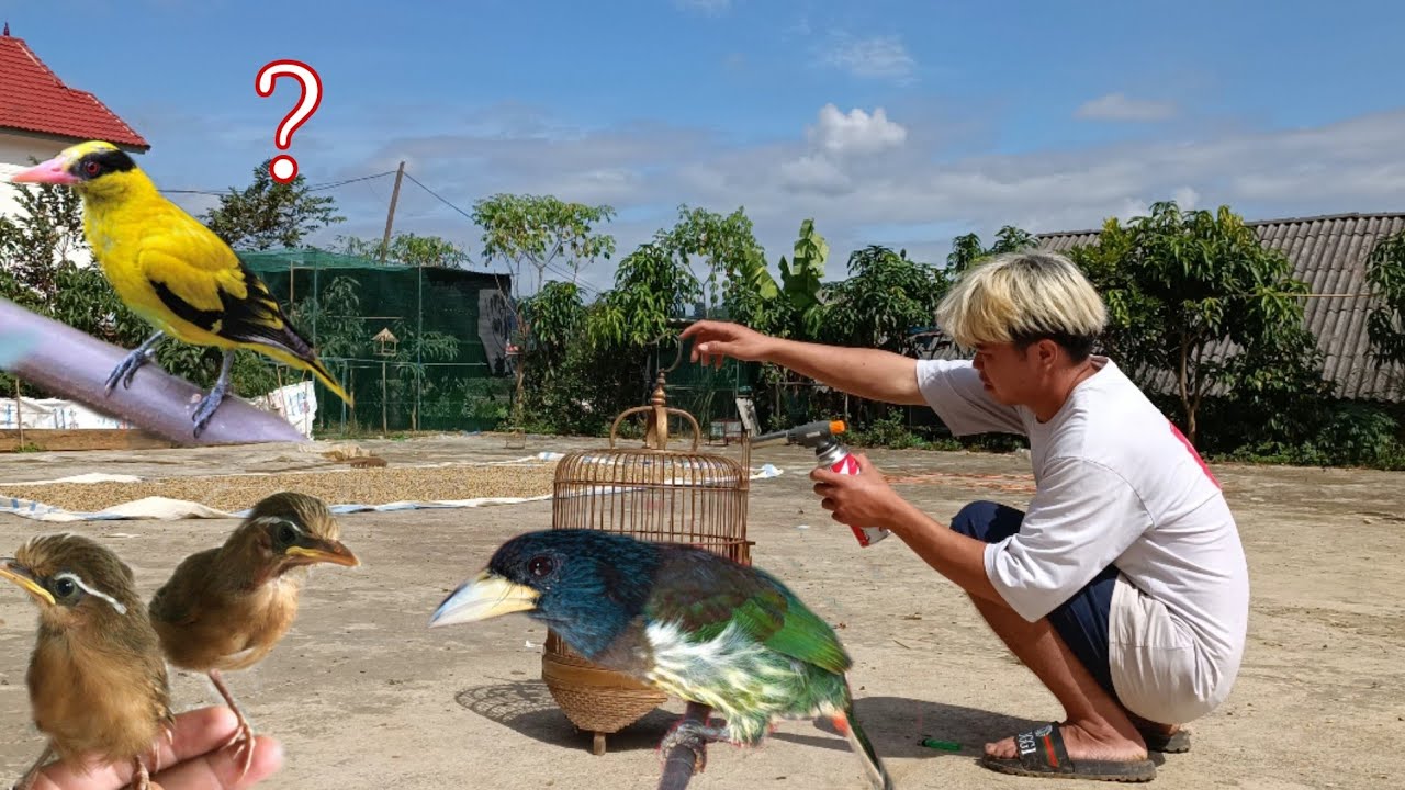 Bất Ngờ Kiếm Được Chim Vàng Anh, Hoạ Mi Non ... Cực Chất | Dân Tộc Tây Bắc Tv