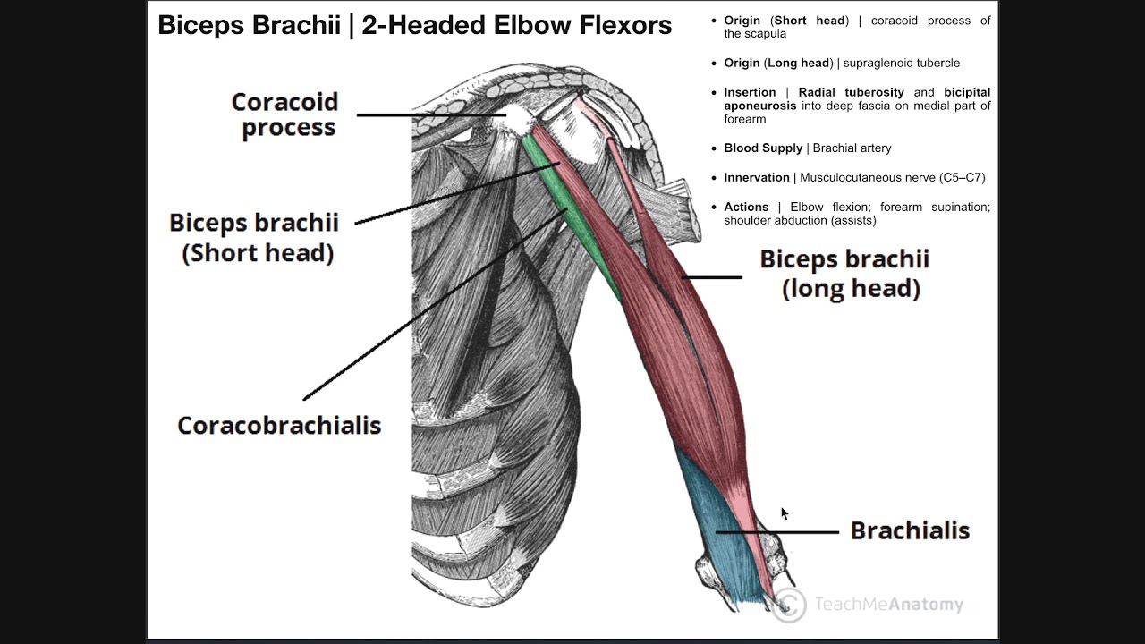 Anterior Arm Compartment | Biceps Brachii, Brachialis, & Coracobrachialis