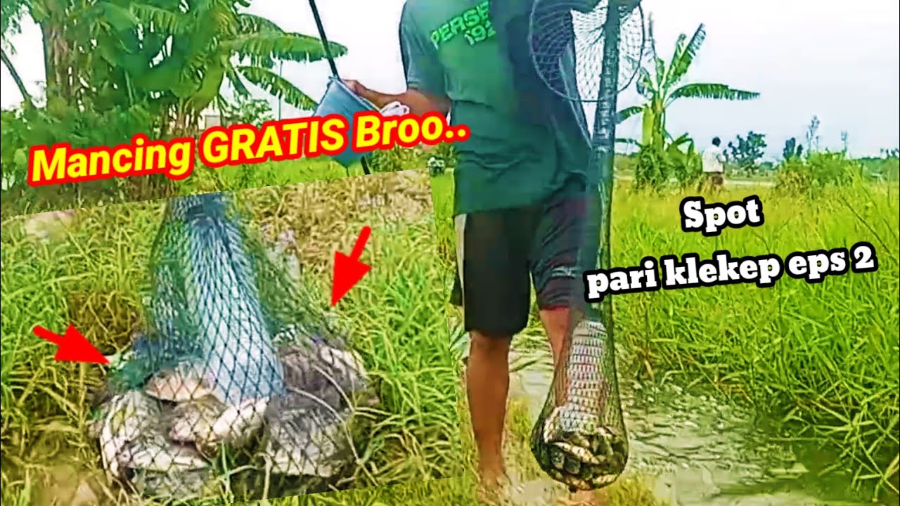 Gacor poll‼️ mancing nila spot persawahan pari klelep Kendal doyong Sidoarjo eps 2