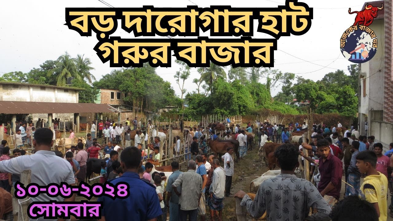 বড় দারোগারহাট, সীতাকুণ্ড, চট্টগ্রাম। রোজ সোমবার।। ১০/৬/২০২৪ইং।। নতুন ভিডিও।। কোরবানির গরু ২০২৪