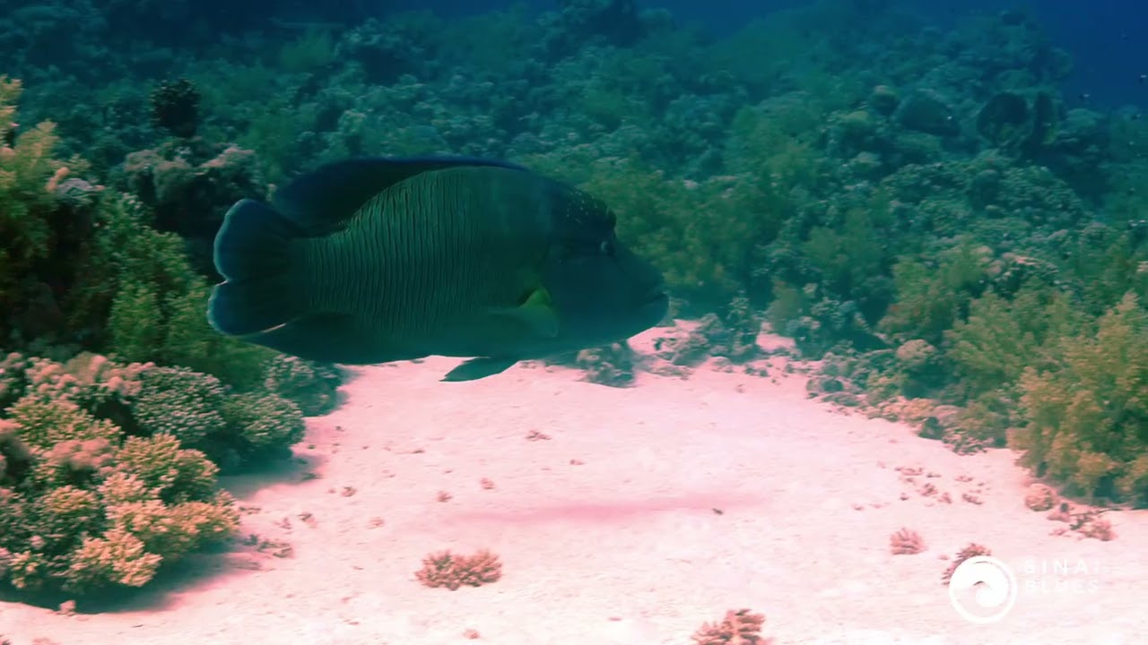 Napoleon Fish - Gordon Reef Dive Site - Sharm El Sheikh - Red Sea Marine Life - Scuba Diving 🤿 Egypt