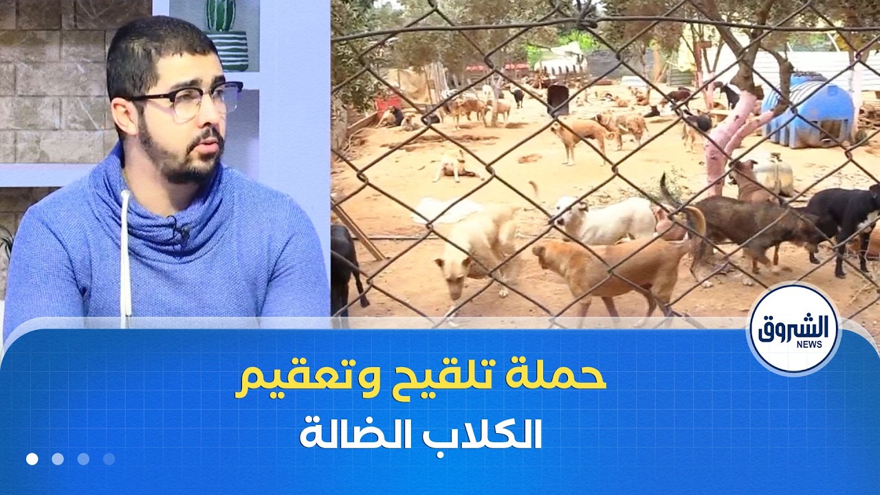 الشروق مورنينغ| حملة تلقيح و تعقيم الكلاب الضالة.. حماية للصحة العمومية