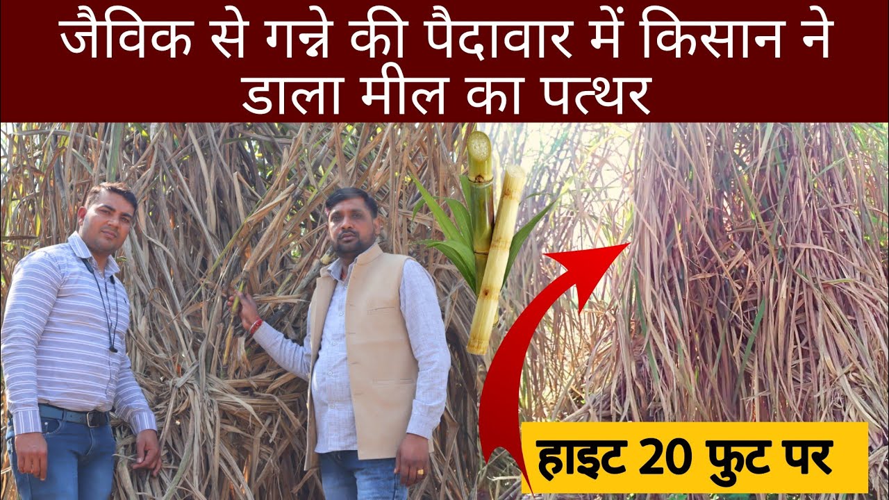 जैविक गन्ने में किसान ने किया कमाल ||Organic sugarcane farming information.