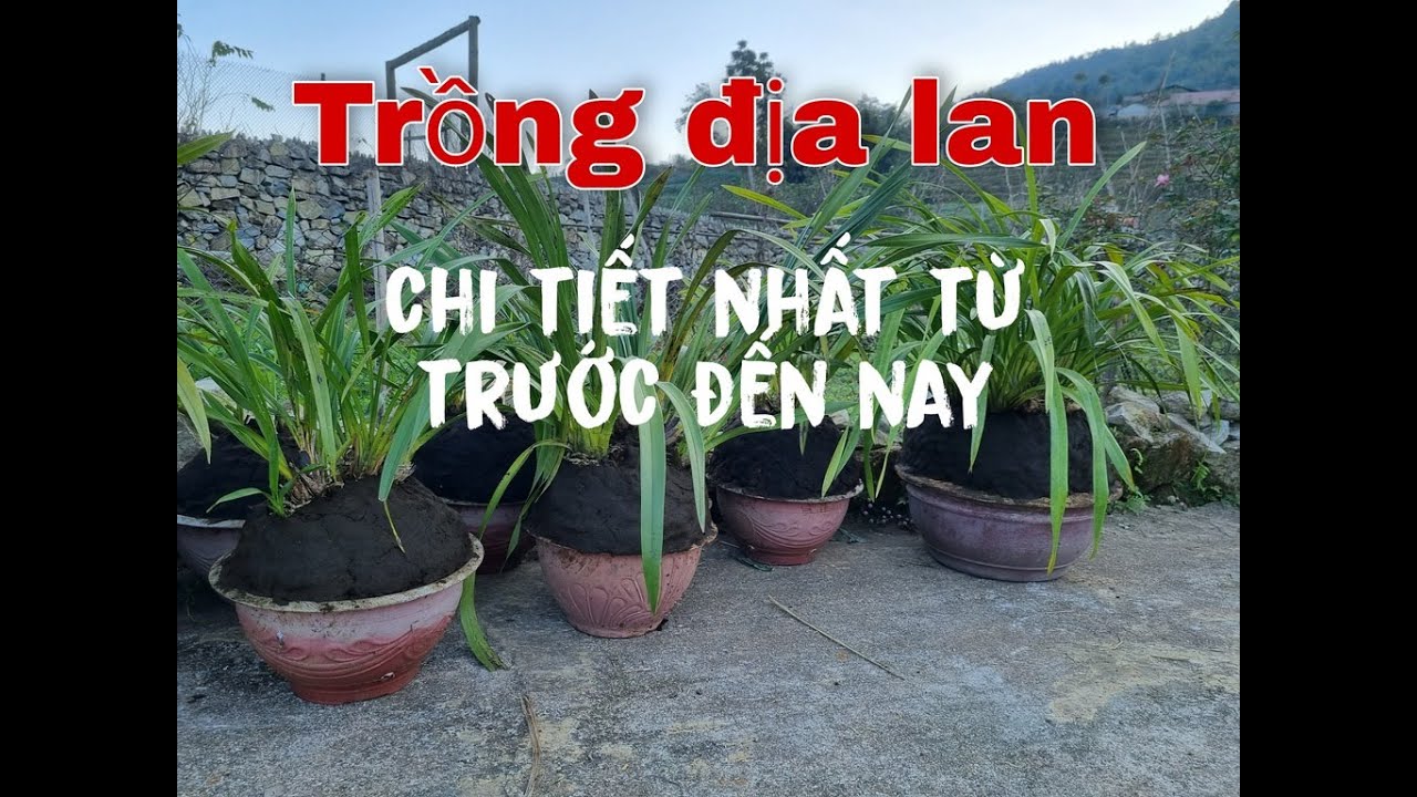 Hướng dẫn trồng địa lan sa pa chi tiết nhất #dialan #nongnghiep 