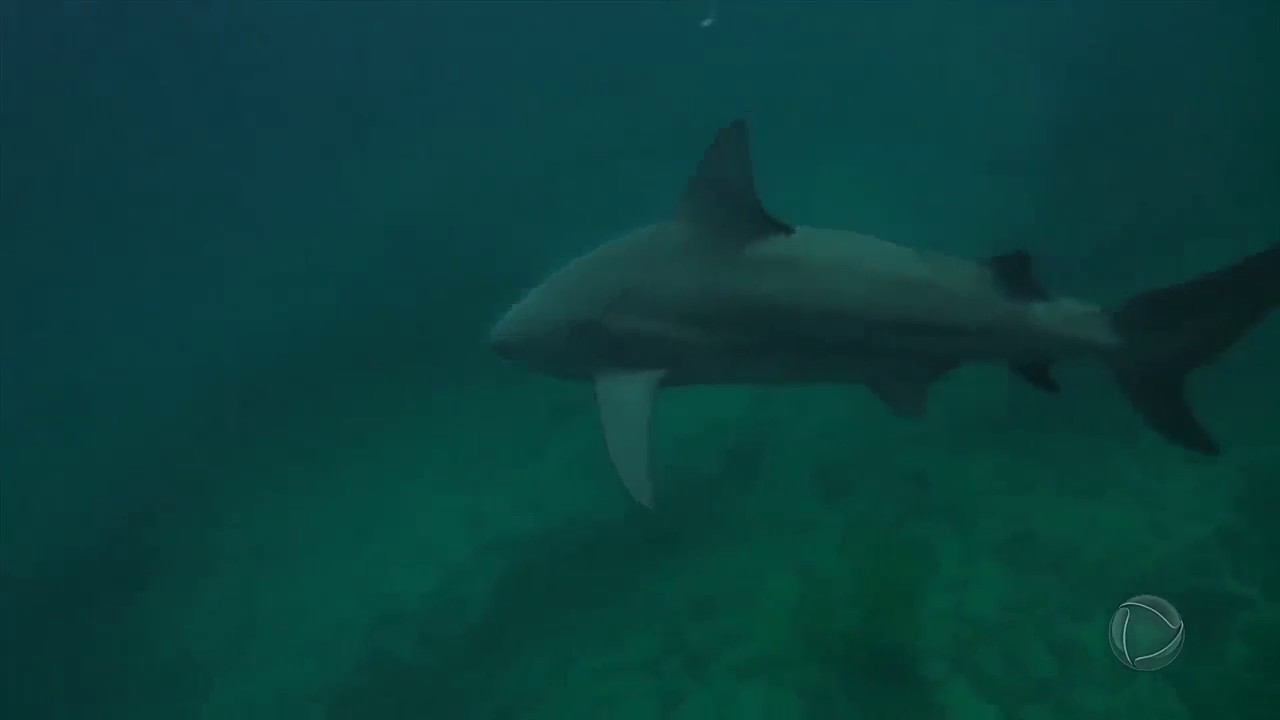 Série JR: veja qual é a praia preferida dos tubarões no litoral brasileiro
