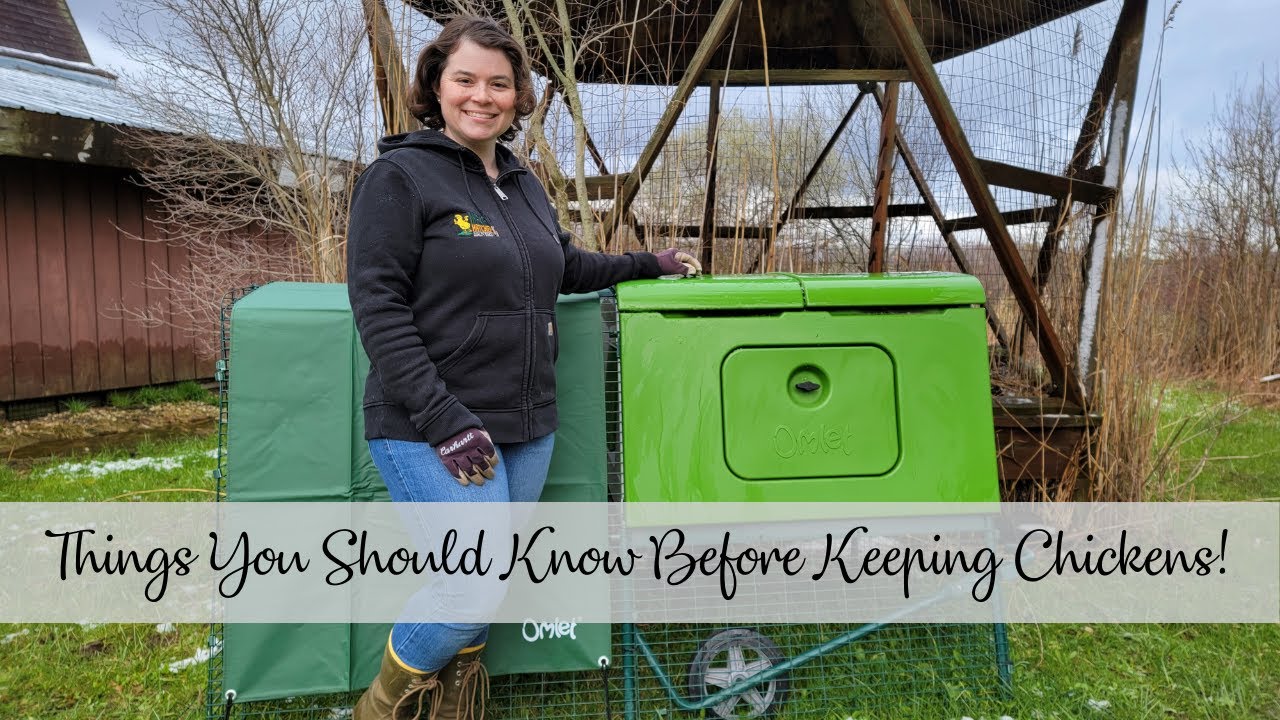 Things You Should Know Before Keeping Chickens!