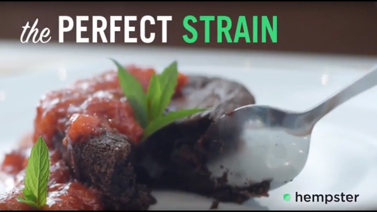 Hempster - Trying to Find the Perfect Strain