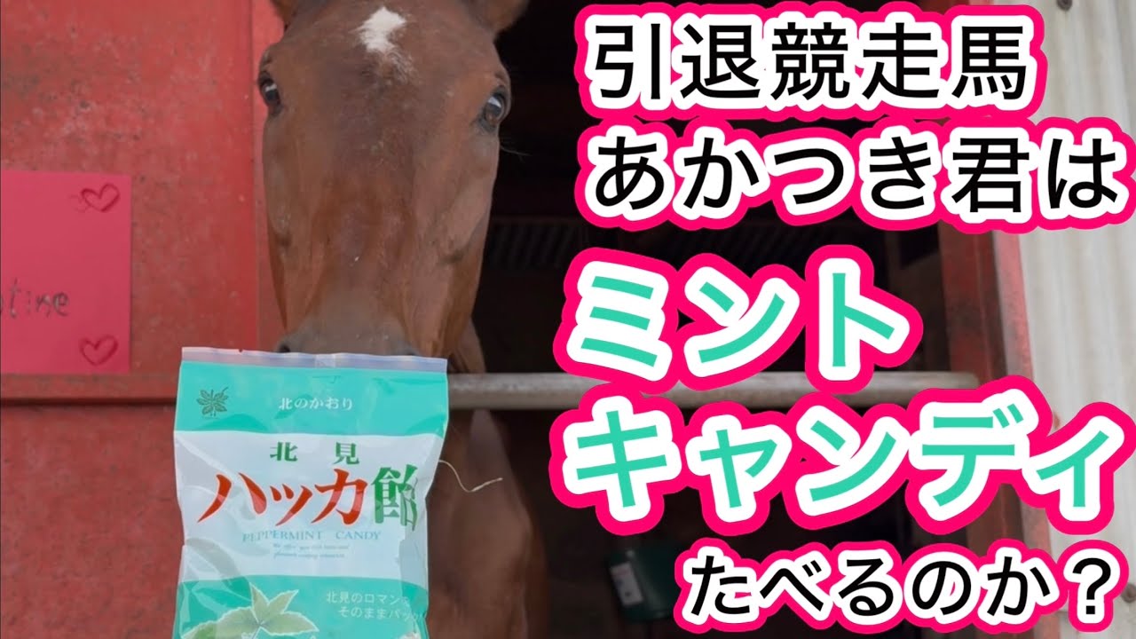 サンデーサイレンスも好きだったミントキャンディ　孫のあかつき君は食べるのか？