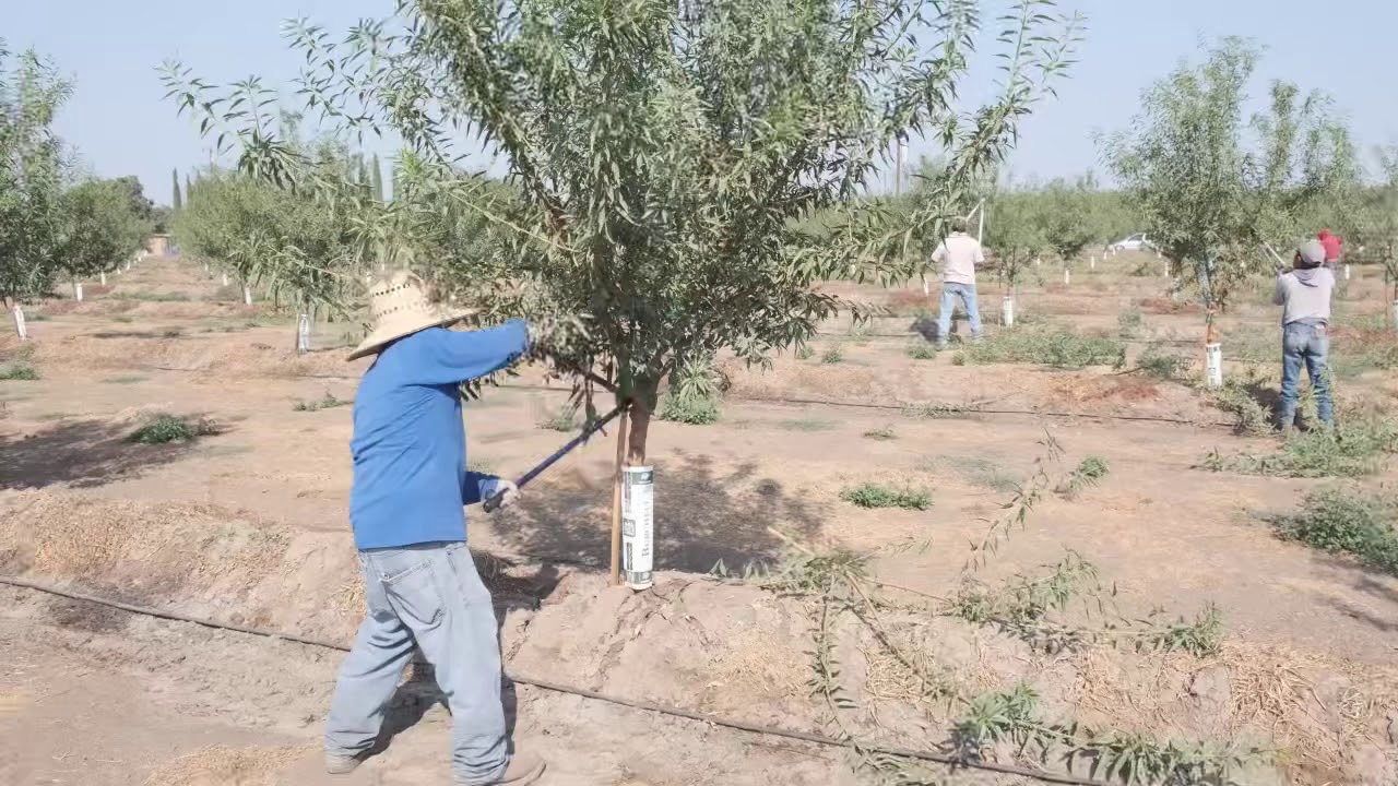 First year pruning Shasta almond with Robert Gray 2020
