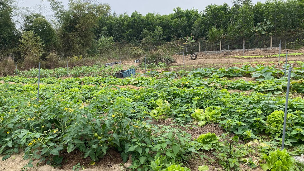 Thăm vườn rau