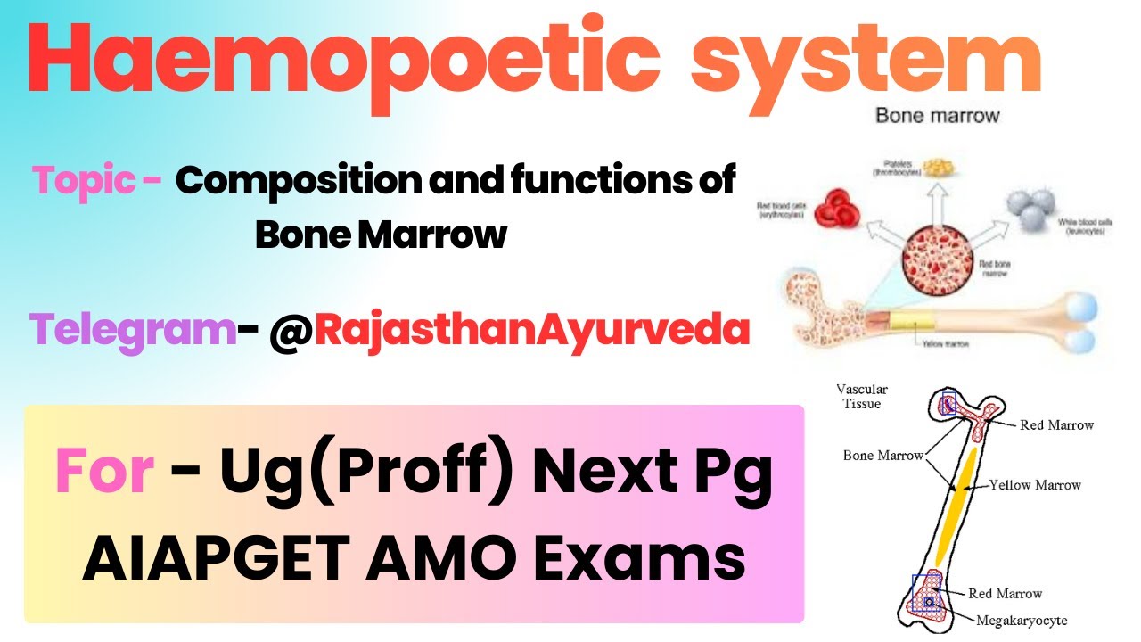Composition and functions of bone marrow In Hindi And English Physiology Lecture For Ug, Next Exams 