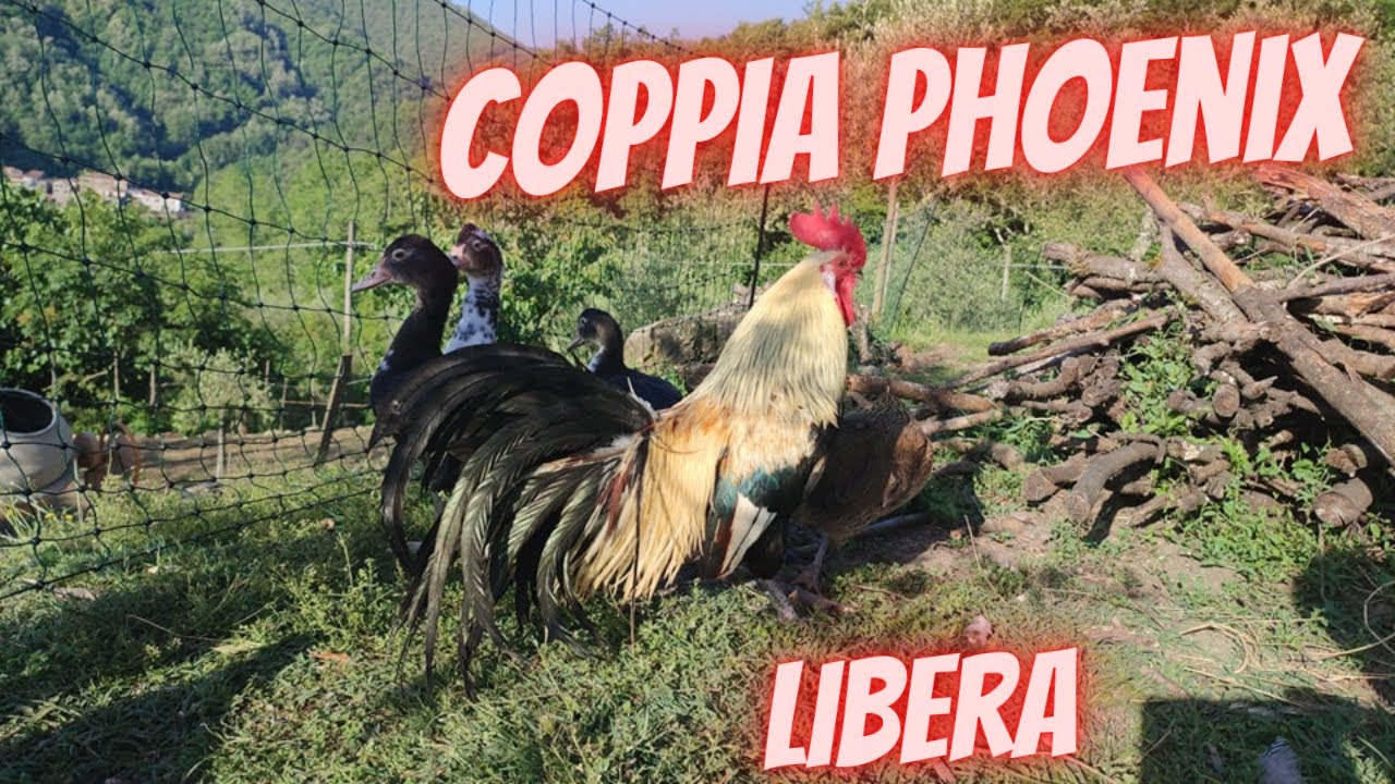 liberiamo la coppia Phoenix per far spazio ai giovani pulcini di un mese