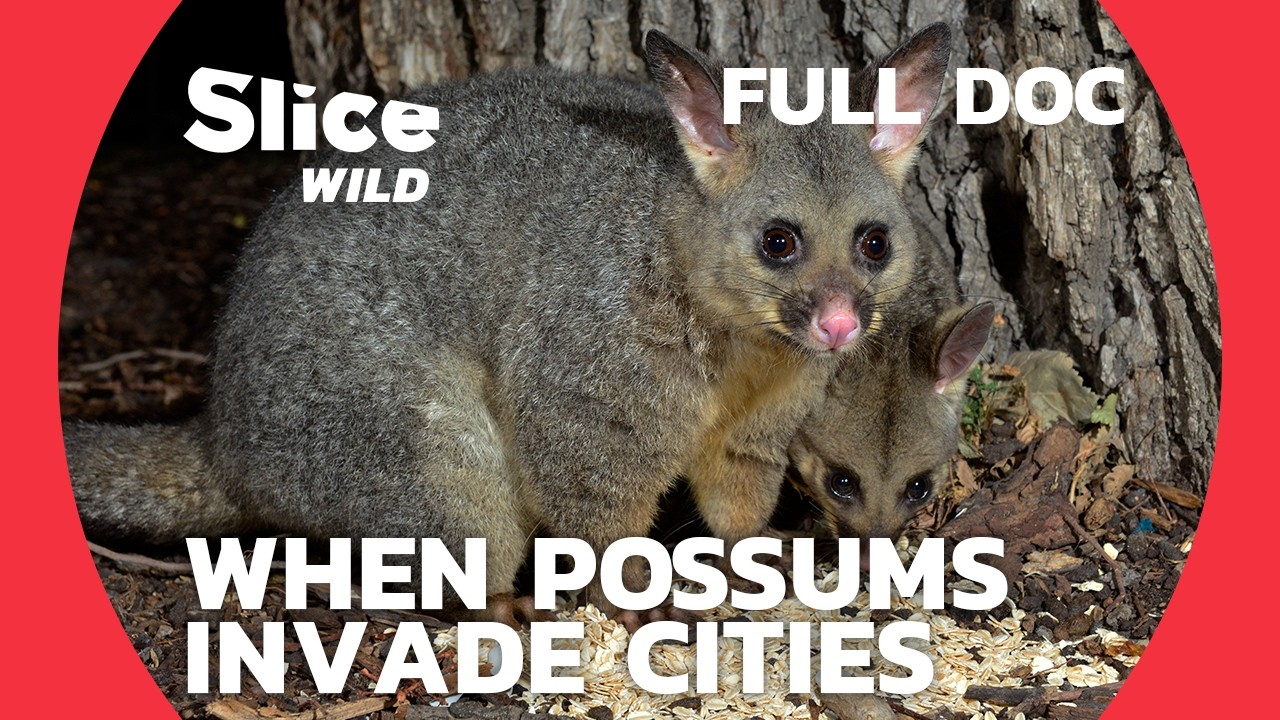 Possum: How These Marsupials Storm Urban Areas | SLICE WILD | FULL DOC