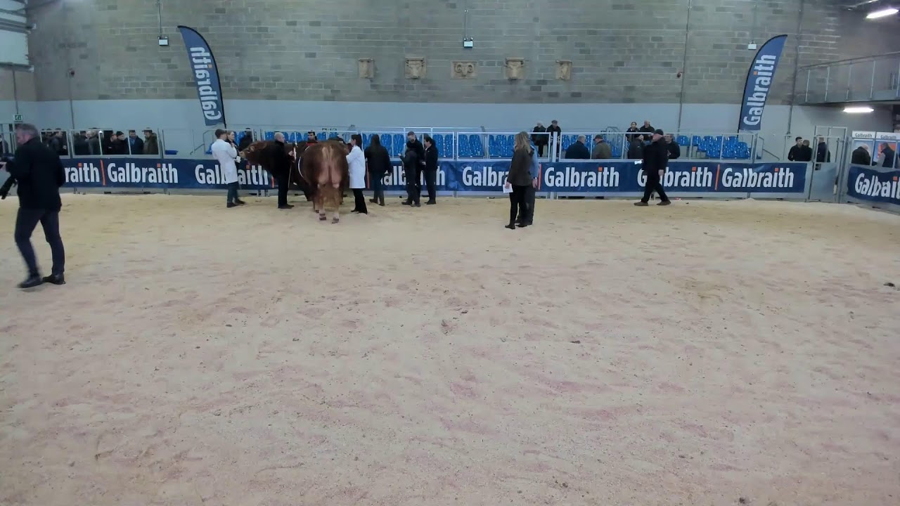 Stirling Bull Sales 2026 - Show of Pedigree Bulls 1/2/26