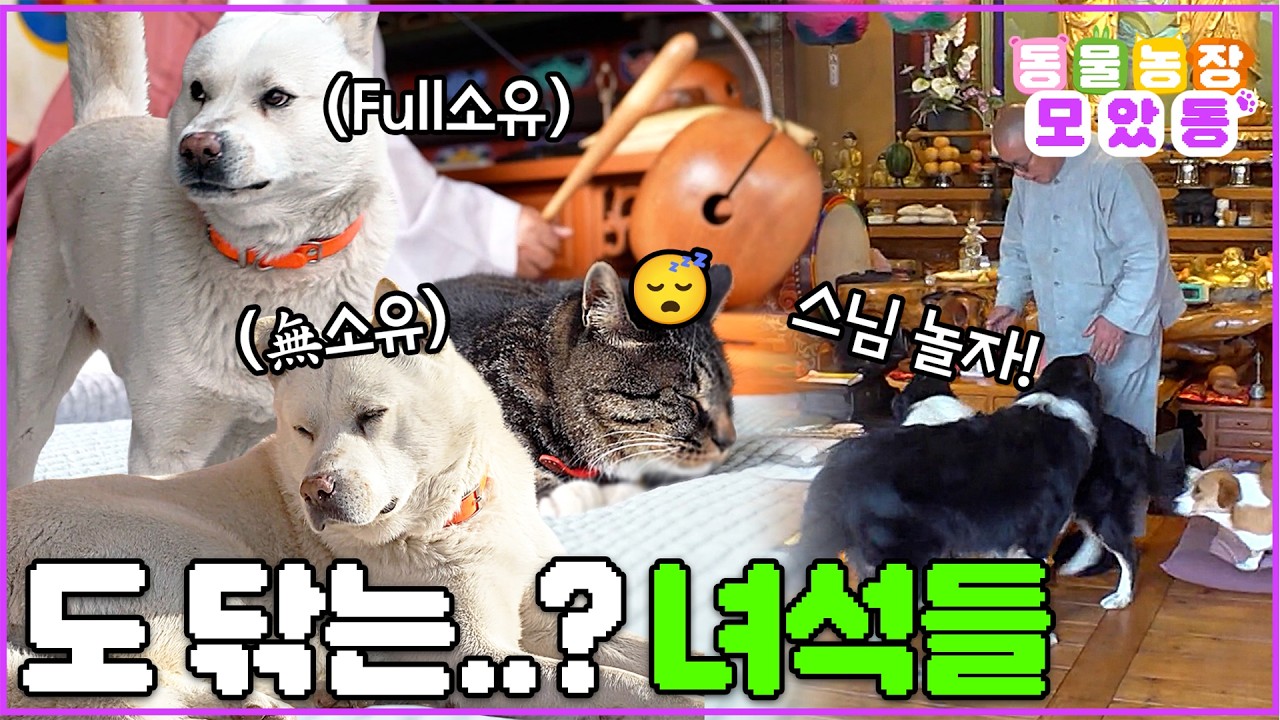 [#모았동물농장] 헛되고 헛되도다&hellip;.절에 살며 도를 갈고 닦...는거지?🐾 #TV동물농장 #AnimalFarm #SBSstory