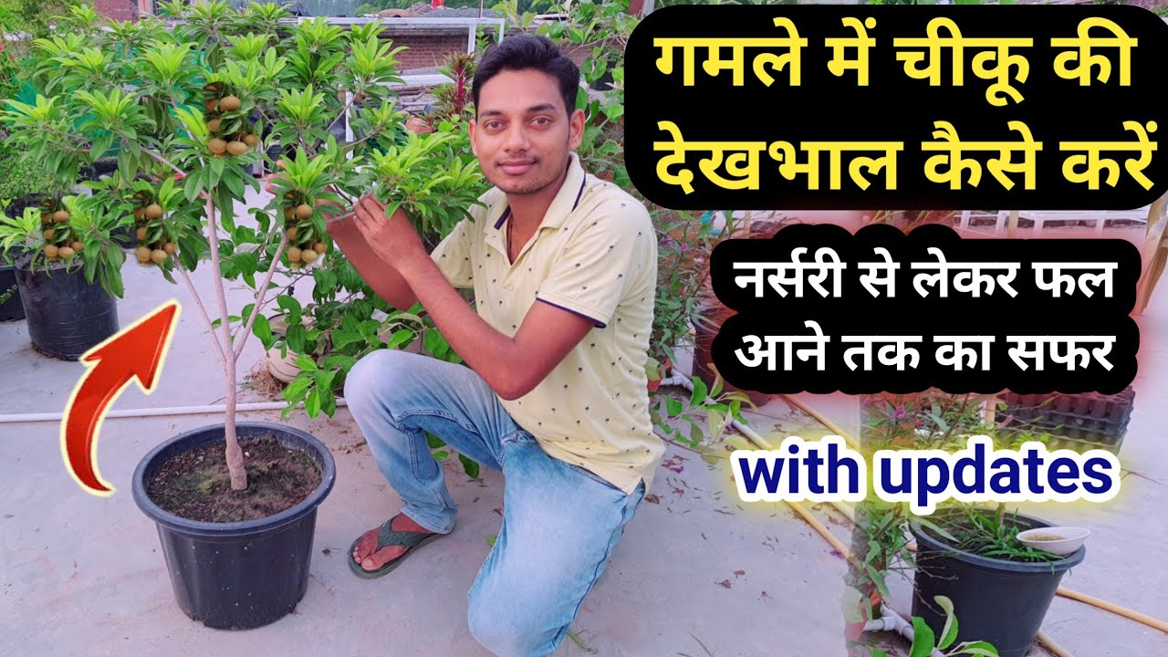 गमले में आएँगे ढेरों चीकू बस करना होगा यह काम / How to grow Chikoo plant in pot / Sapota