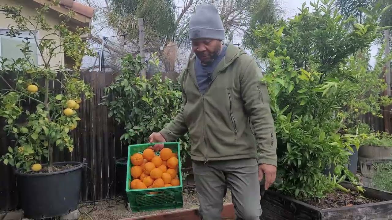 Avoiding Citrus Sooty Mold By Harvesting Owari Satsumas | Part 1
