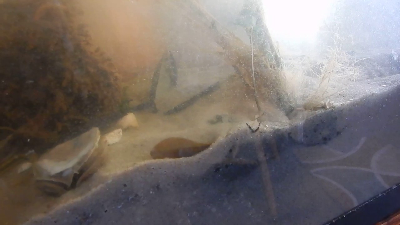 Eelio The Eel