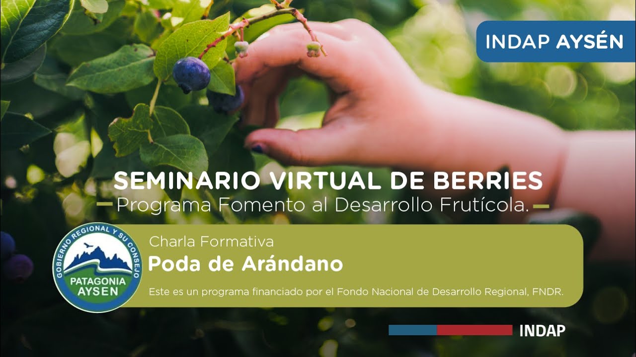 Poda de Arándano - Seminario Virtual Berries