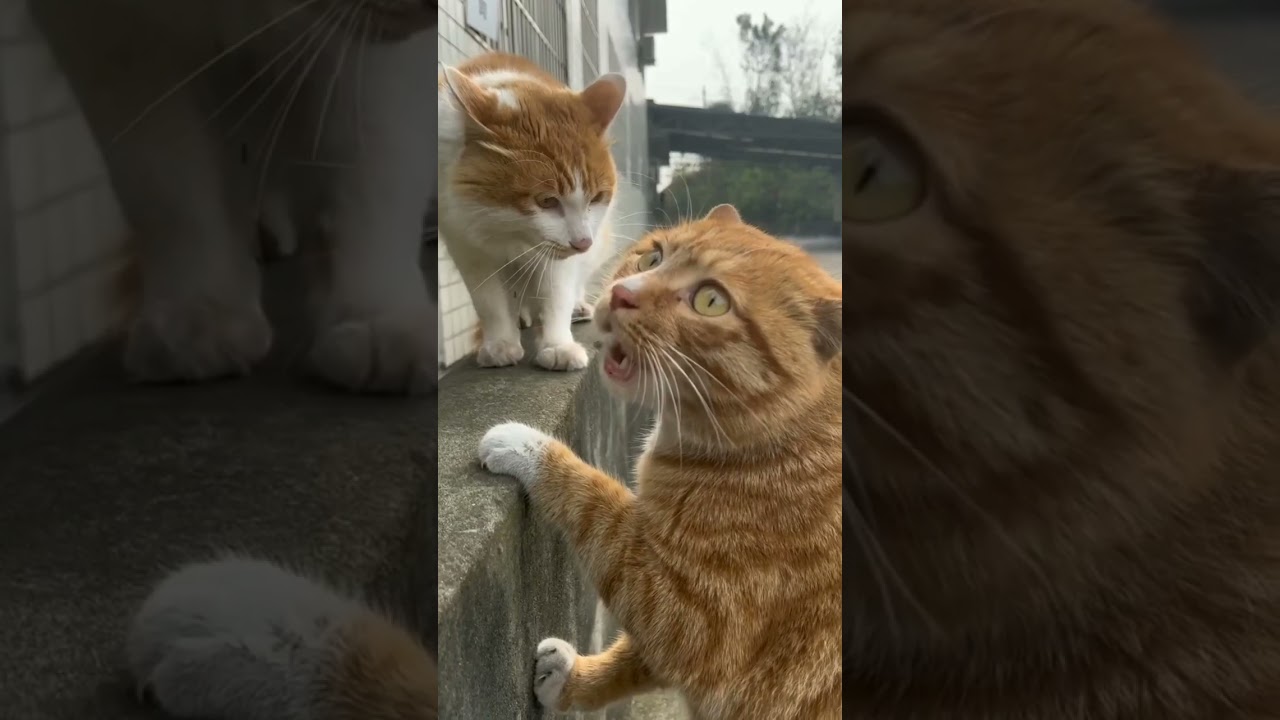 Cat TV - Chicken Cat Dog Squirrel