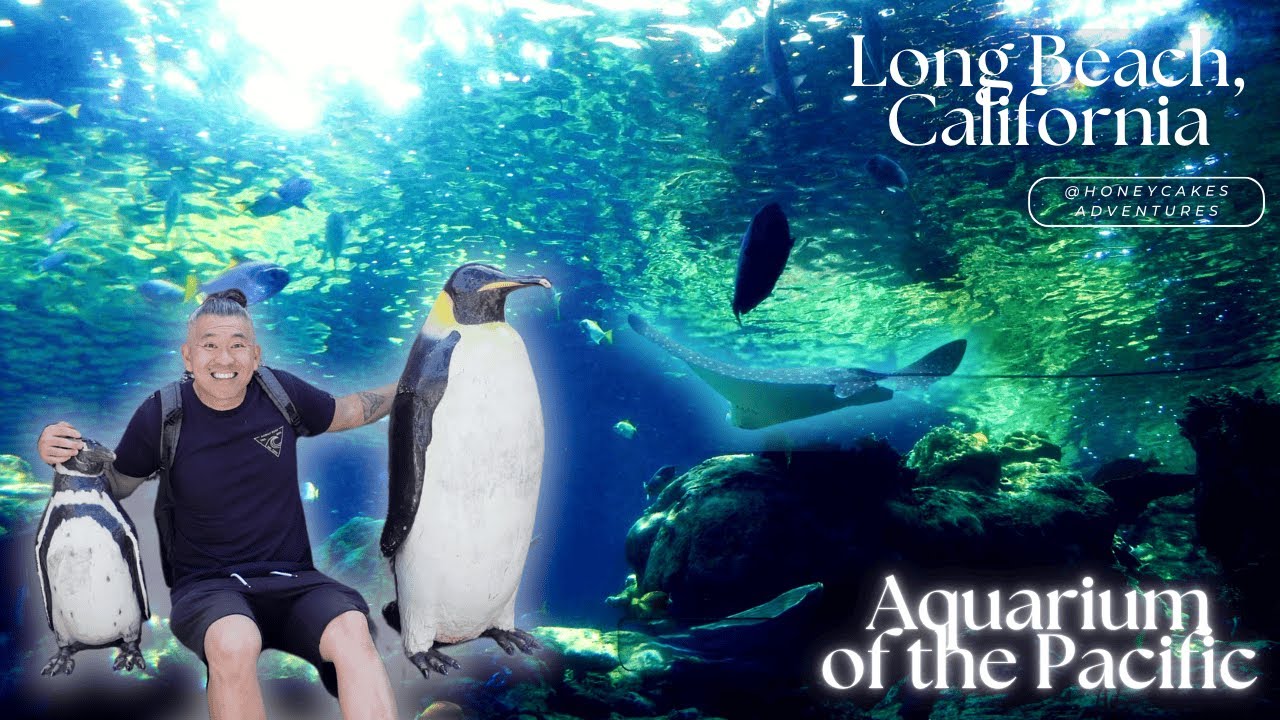 Aquarium of the Pacific, Long Beach  |  16: Sharks, Rays & Seals - Spent an entire morning there
