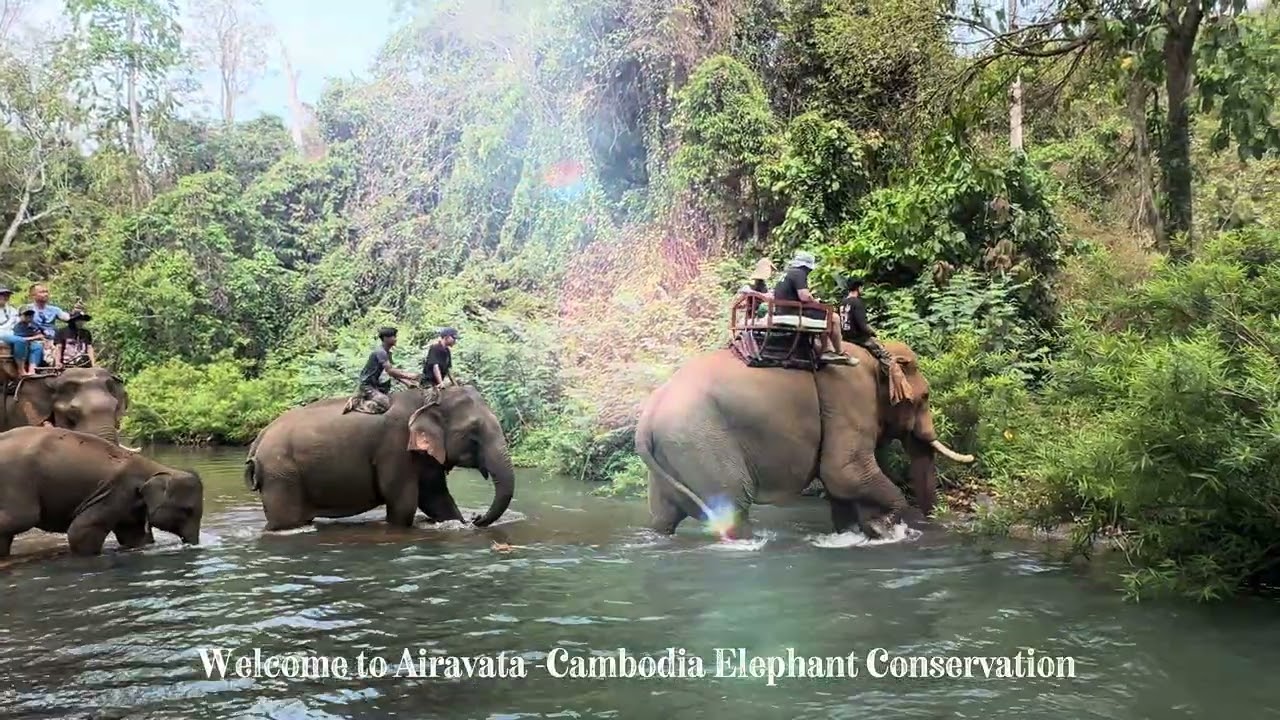 📍Avarata Cambodia Elephant Foundation 
