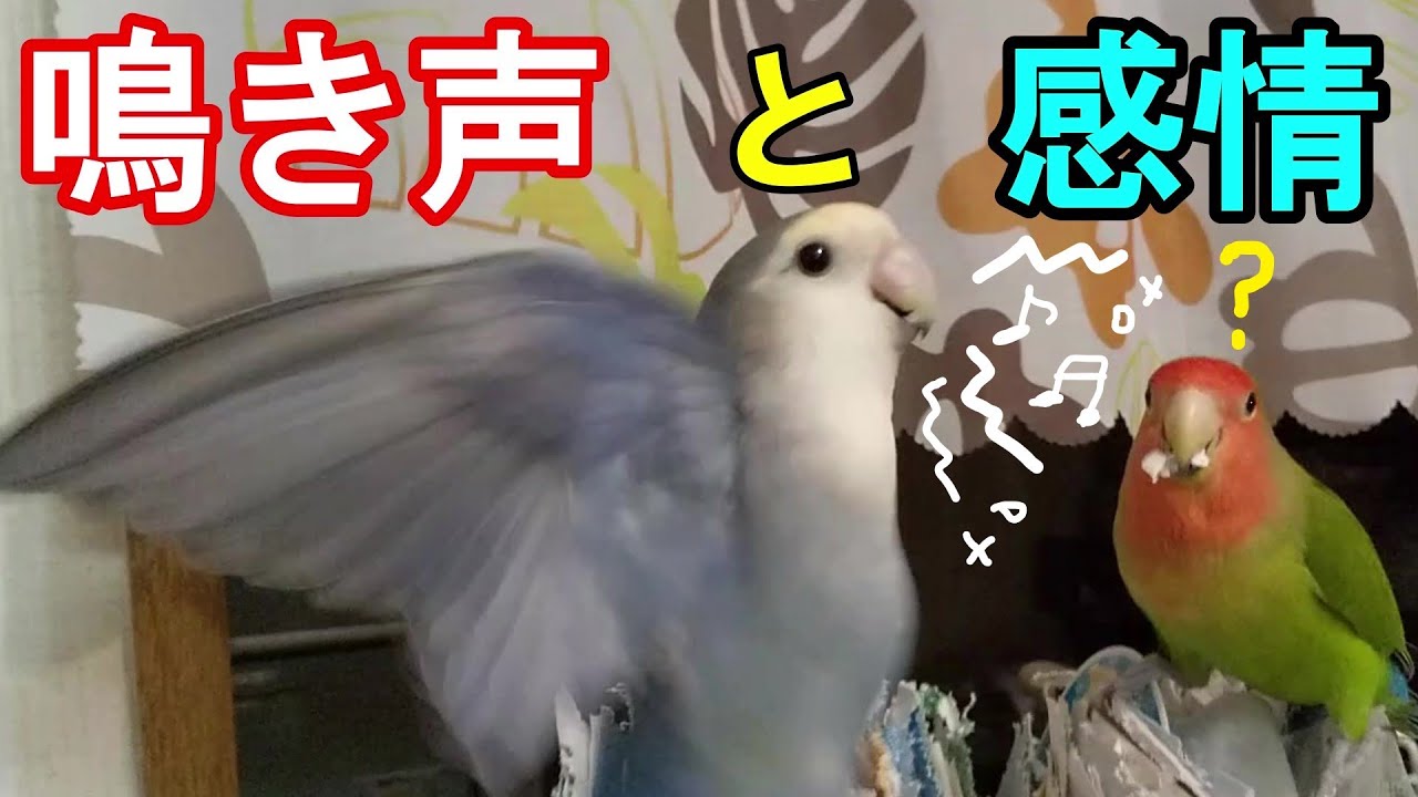 【コザクラインコの鳴き声とその理由】コザクラインコをお迎えして分かった色々な鳴き声と感情。鳴き声の大きさ。Various calls of lovebirds.