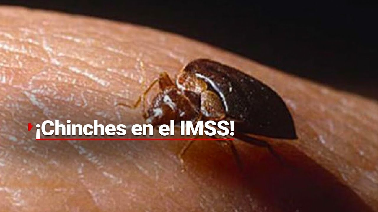 ¡EN LA PORQUERÍA! De esta manera 