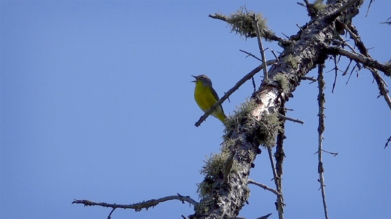 Nashville Warbler Song (20 June 2021)