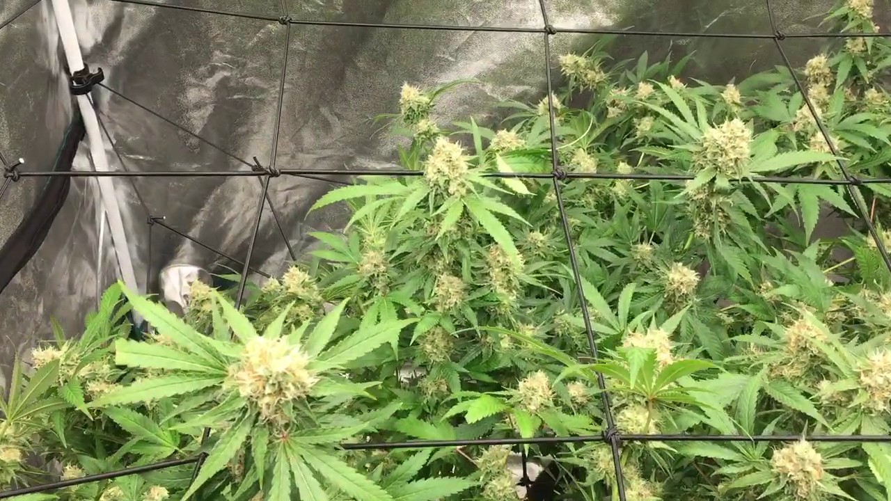 Critical Kush 12/12 - Day 41