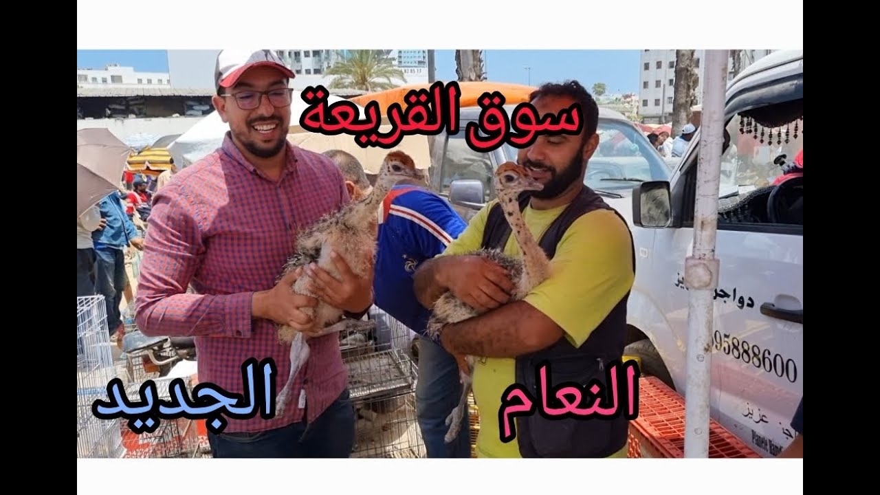 سوق القريعة يوم الأحد مع الآتمنة النعام الماعز والطوس والوز الغني دجاج الحمام الطيور الارنب 29/05/20