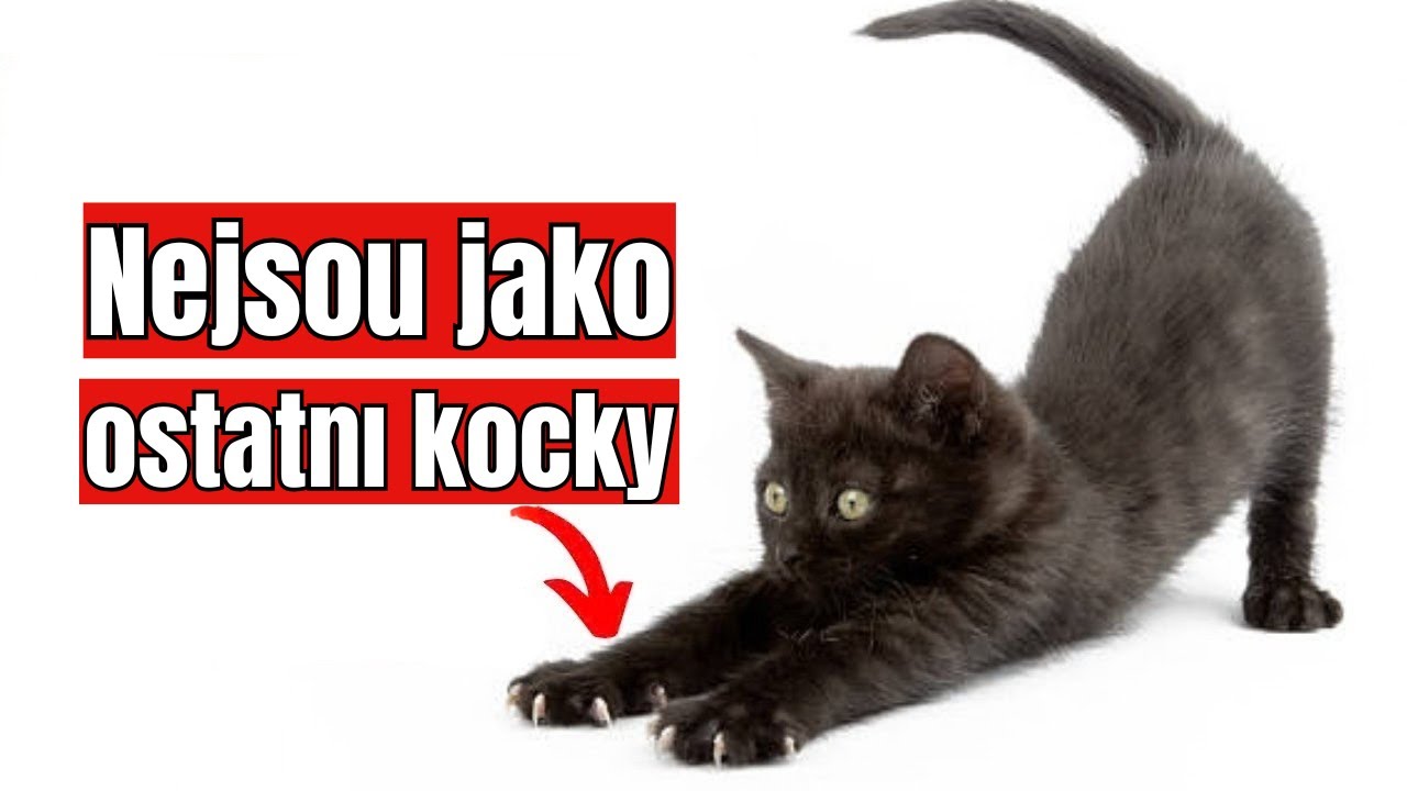 23 tajemných faktů o černých kočkách, které internet nechce, abyste věděli